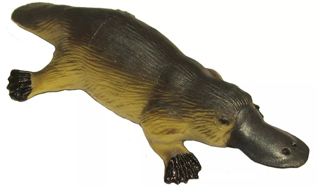 Animals Of Australia Large Platypus