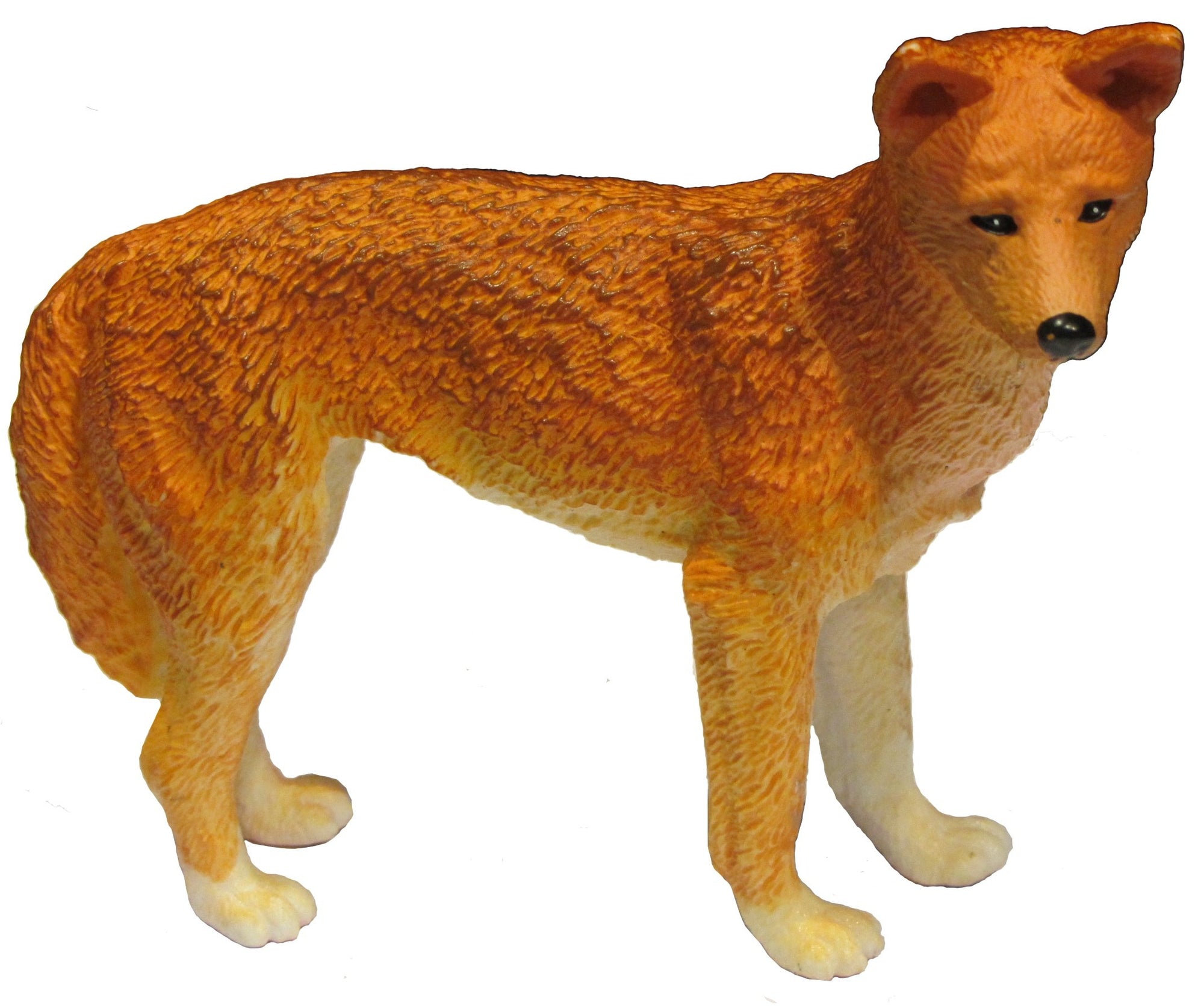 Animals Of Australia Large Dingo