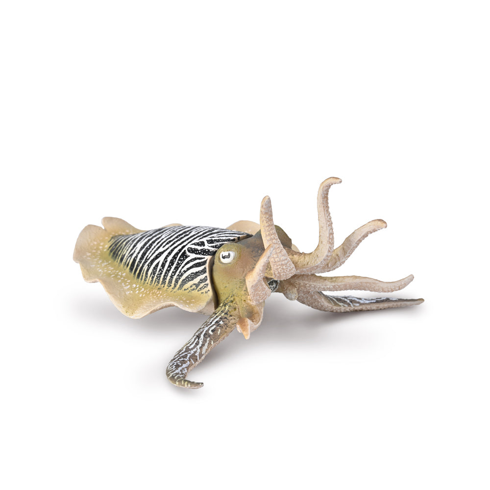 Co80009 Common Cuttlefish (XL)