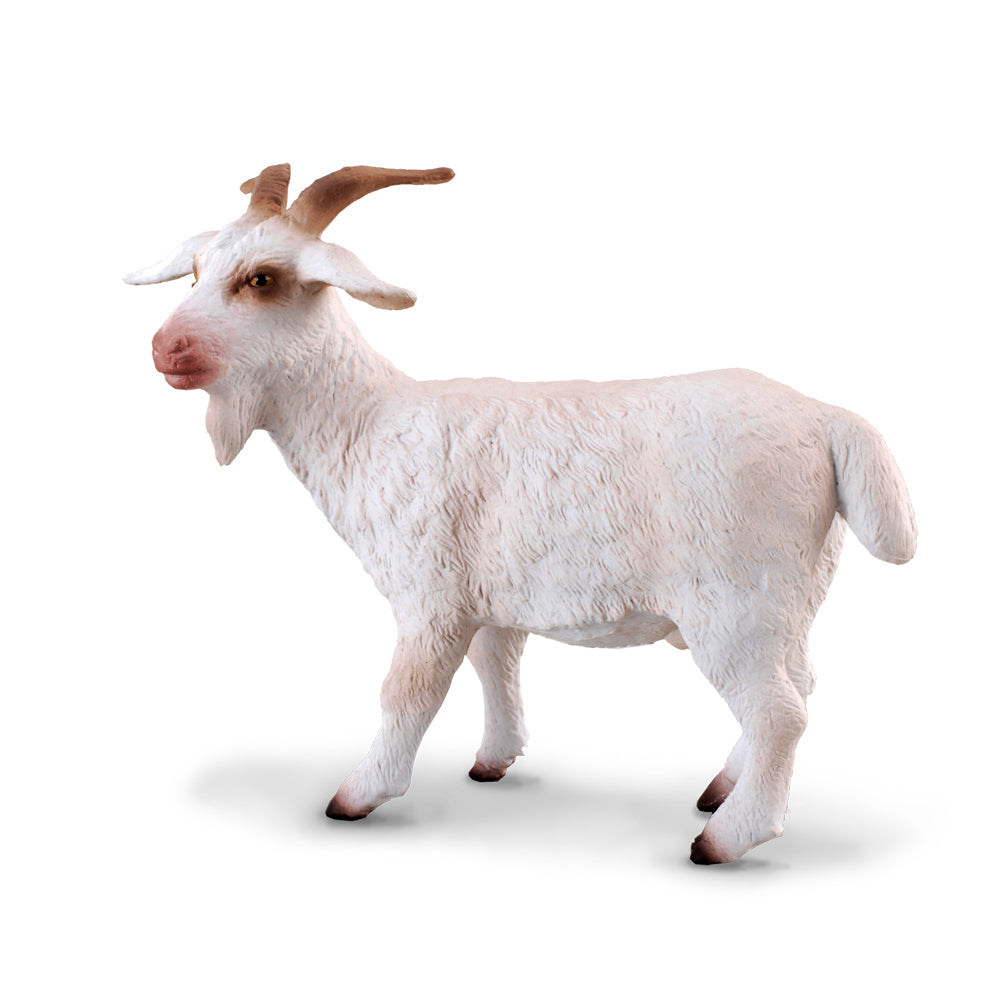 Co88212 Billy Goat