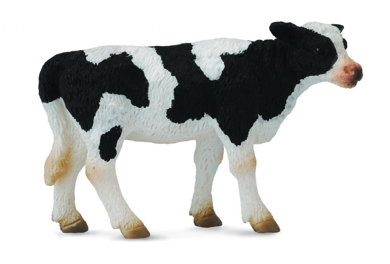 Co88483 Friesian Calf Standing