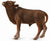 Co88650 Ankole Watusi Calf