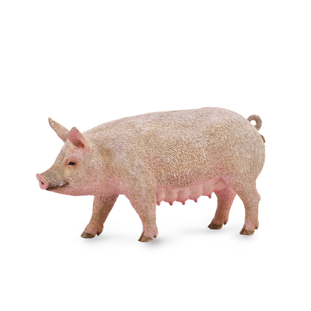 Co88863 Pig Sow M
