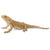 Co88567 Bearded Dragon Lizard