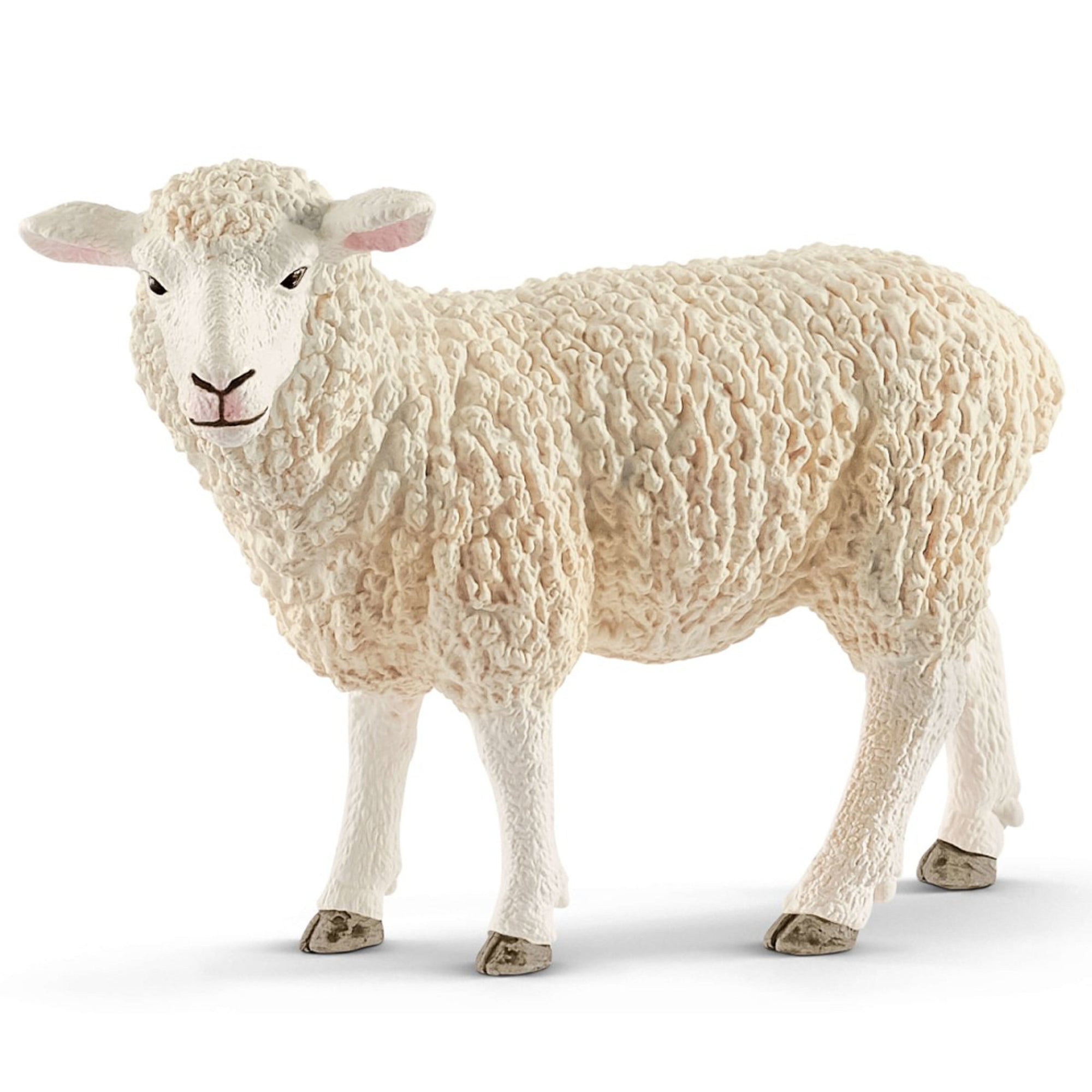 SC13882 Sheep